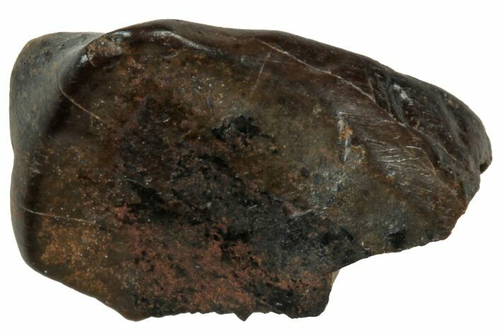 Fossil Dinosaur (Triceratops) Shed Tooth - Montana #312594